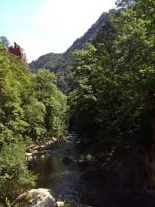 nationalpark_harz-_natur